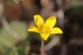 Oxalis dillenii